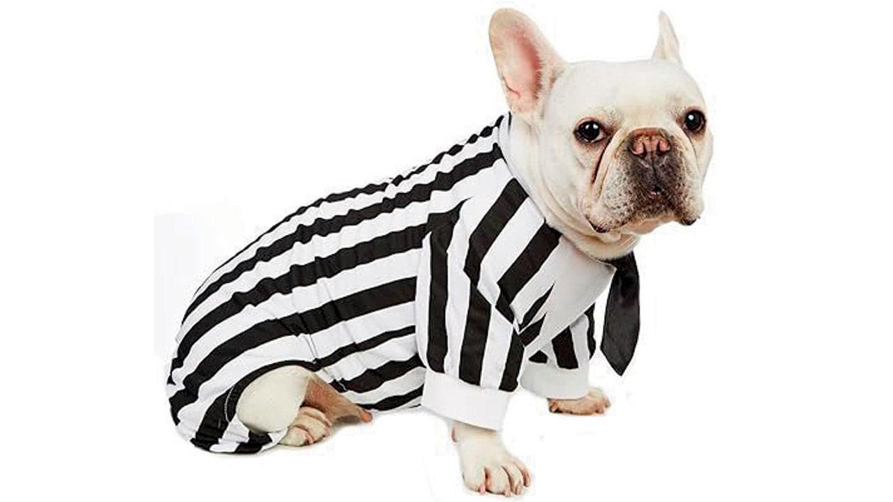 A dog in Beetlejuice attire. PIC COURTESY/IMPoosy