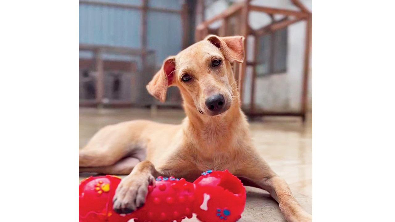 A stray at the NGO. PIC COURTESY/INSTAGRAM