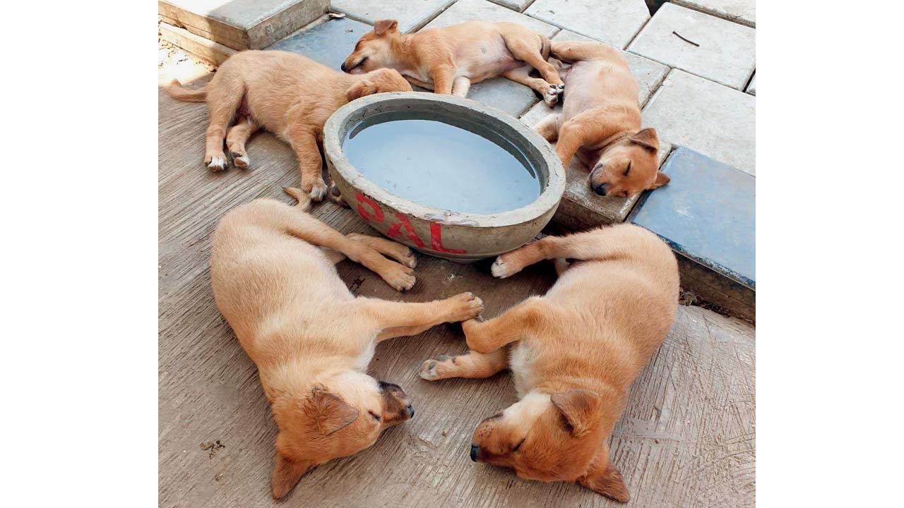 A group of puppies nap around a water bowl placed by the NGO