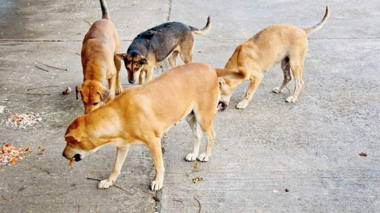 Only suggestion, not order: NESCO on stray dog feeding spots