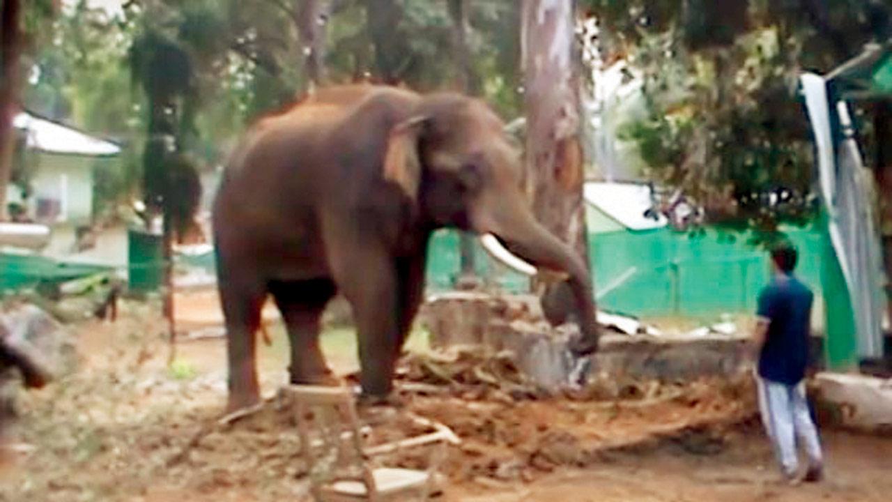An elephant documented by Anand Shinde in Tadoba