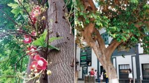 Fort’s green walk: Explore diverse plants and trees in the area