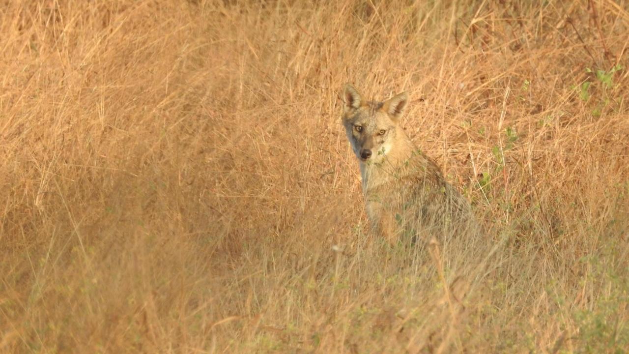 Name: Golden Jackal  Characteristics: Versatile scavenger, often confused with domestic dogs  Habitat: Scrub jungle, forests, grasslands, wetlands, and waste bins near urban areasWhere in Mumbai: Bhandup Pumping Station, Vikhroli and Bhandup MangrovesPhoto Credit: Rajesh Sanap