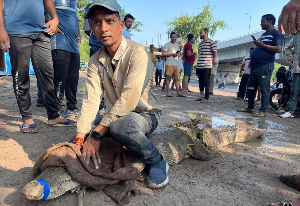Gujarat: 8-foot-long mugger crocodile rescued from under Vadodara bridge