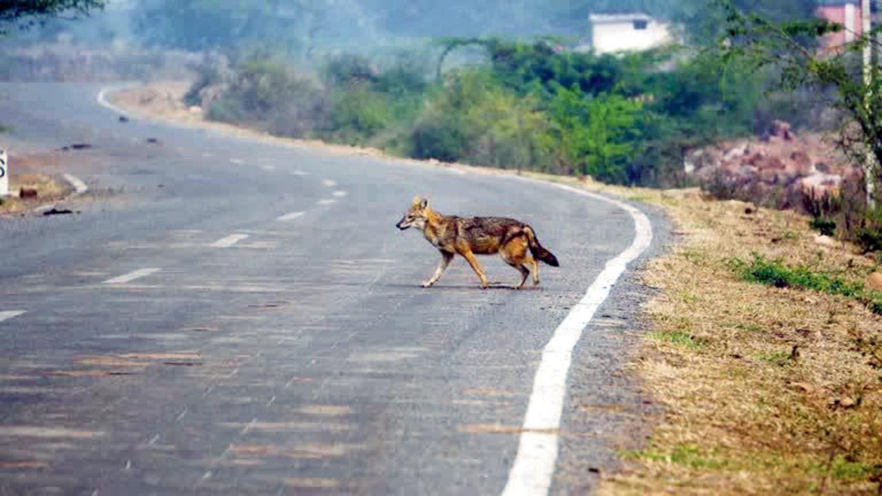 Mumbai: Rabies may be cause of jackal deaths
