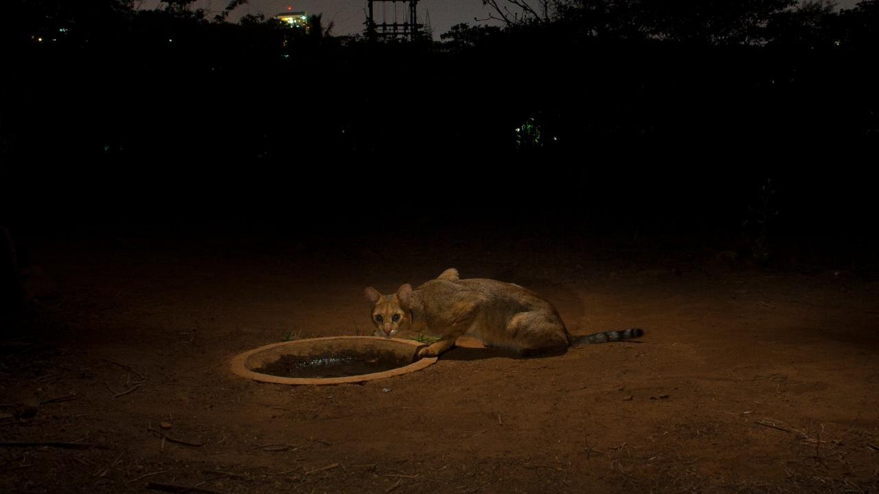 Mumbai Confidential 10 Animal Species You Didn’t Know Lived Here