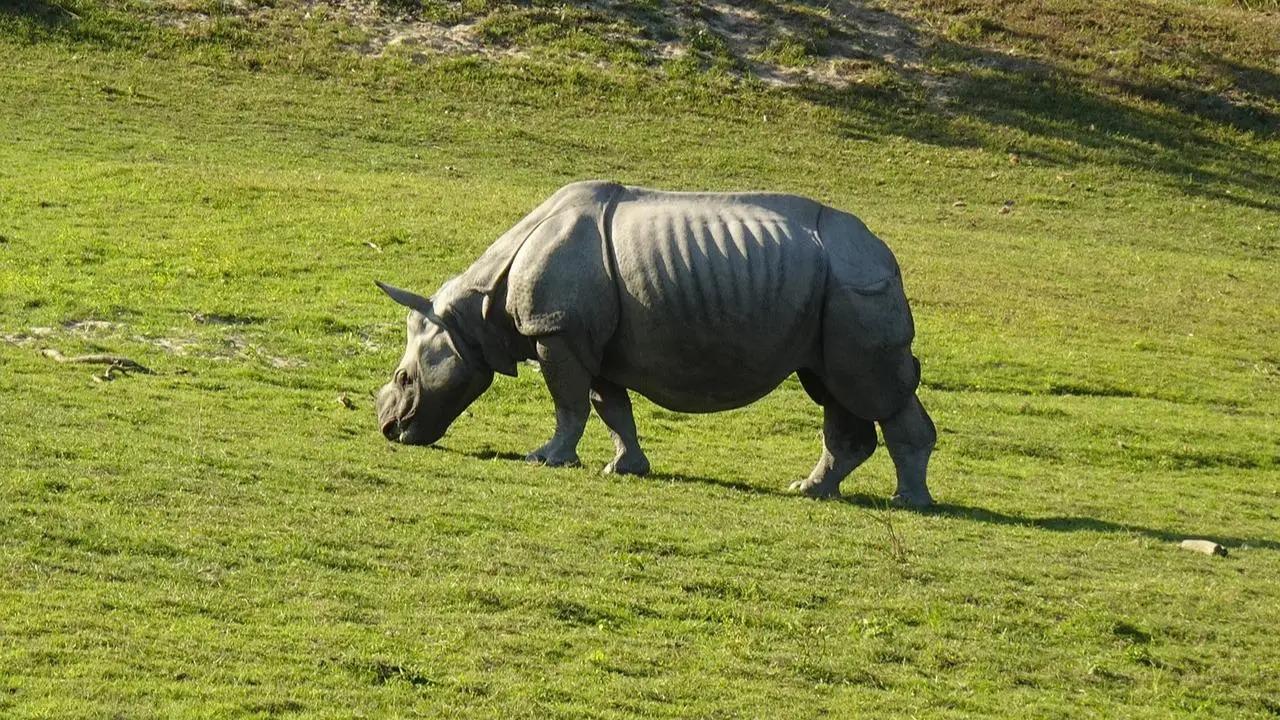 Assam’s Kaziranga National Park opens up for visitors