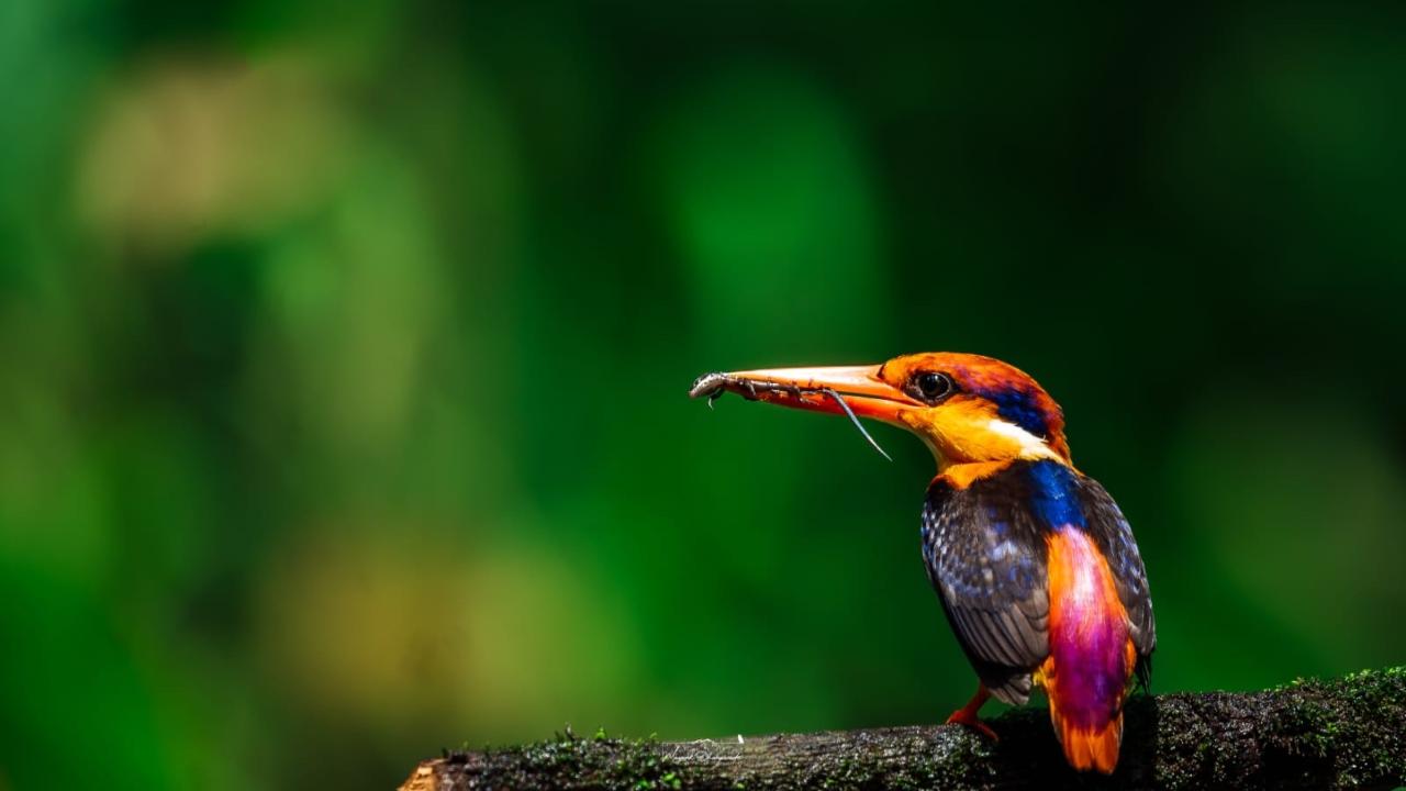 Name:  Oriental Dwarf Kingfisher  Characteristics: Small, colorful migratory bird known as the 'Flying Jewel'  Habitat: Forested areas, Mud banks near waterWhere in Mumbai: Sanjay Gandhi National Park (SGNP), Karnala Wildlife Sanctuary (Monsoon visitor)Photo Credit:Mayank Dhanawade