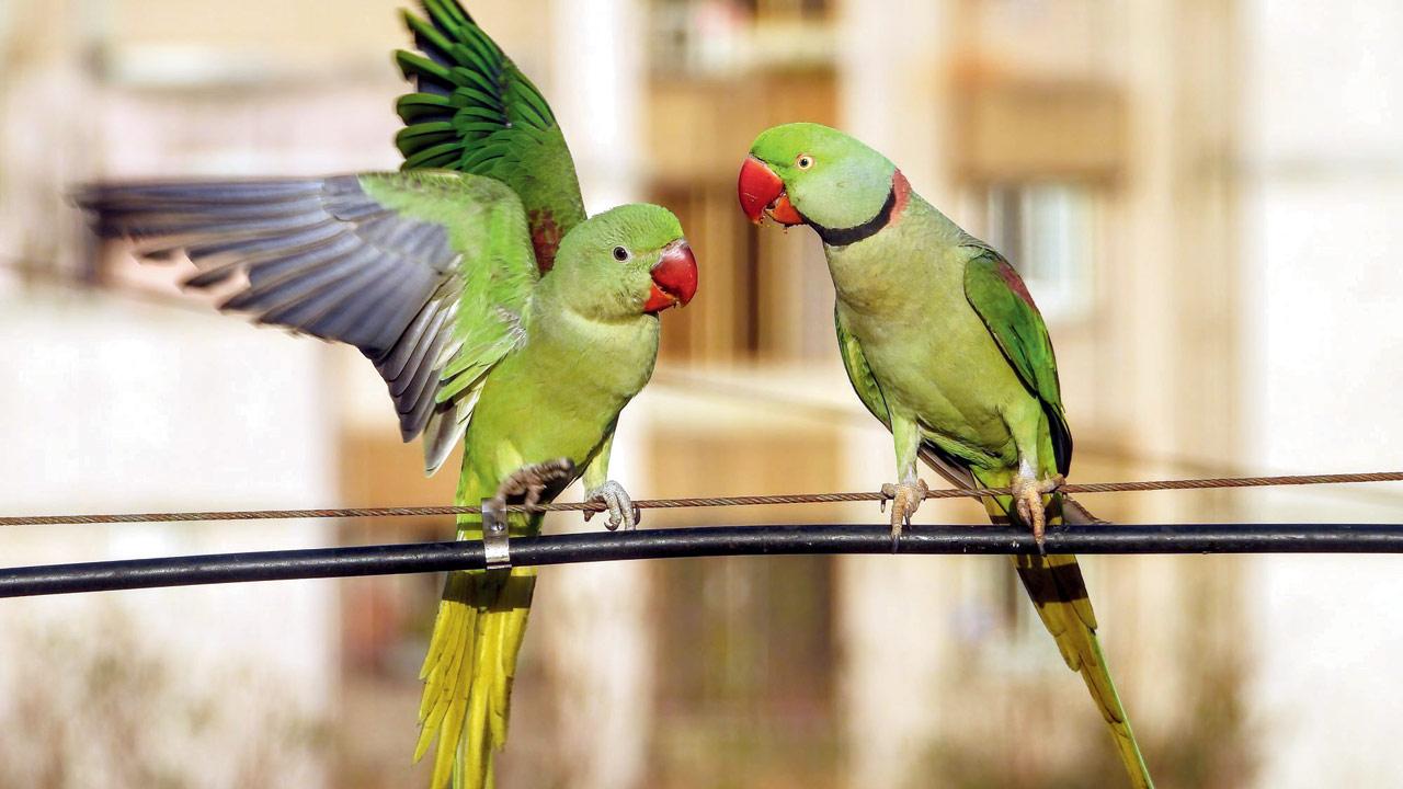 Parrots stand on power lines in the town of Hilario Ascasubi. PIC/REUTERS