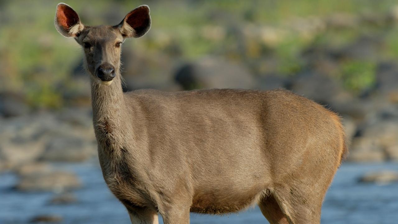 Name: Sambar  Characteristics: Largest deer in India, males have large antlers  Habitat: Dense forests, grasslands, hills and mountains  Where in Mumbai: Sanjay Gandhi National Park (SGNP) & Aarey ForestPhoto Credit: Nayan Khanolkar
