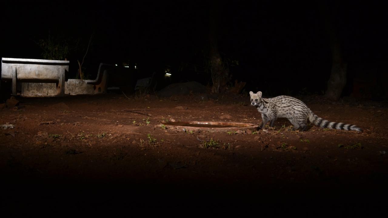 Name: Small Indian CivetCharacteristics: Nocturnal small mammal with banded tail and spots/stripesHabitat: Grasslands, forests, peri-urban areasWhere in Mumbai: SGNP, Aarey Forest, IIT Powai, CEC (BNHS), Film CityPicture credit: Ranjeet Jadhav