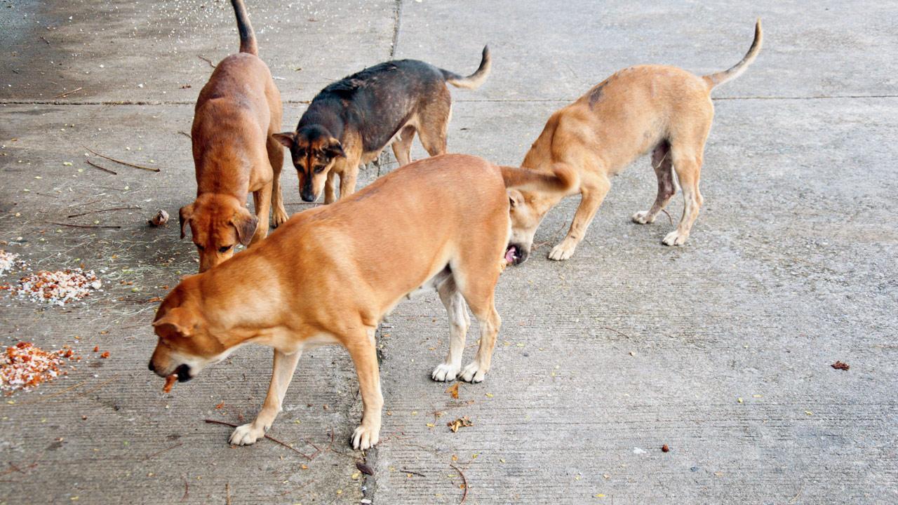 NESCO asked to establish feeding zones for stray dogs in the area