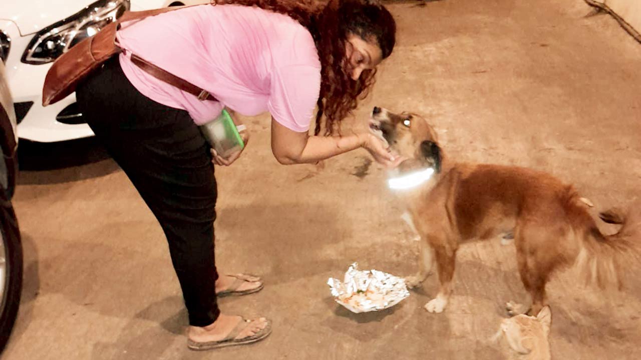 Tanya D’Souza, a resident of Colaba, feeds cats and dogs in various locations