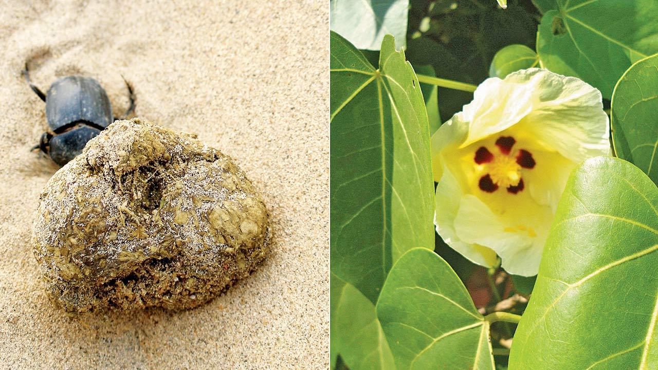 Dung-roller; (right) Bhendy (thespesia populnea)