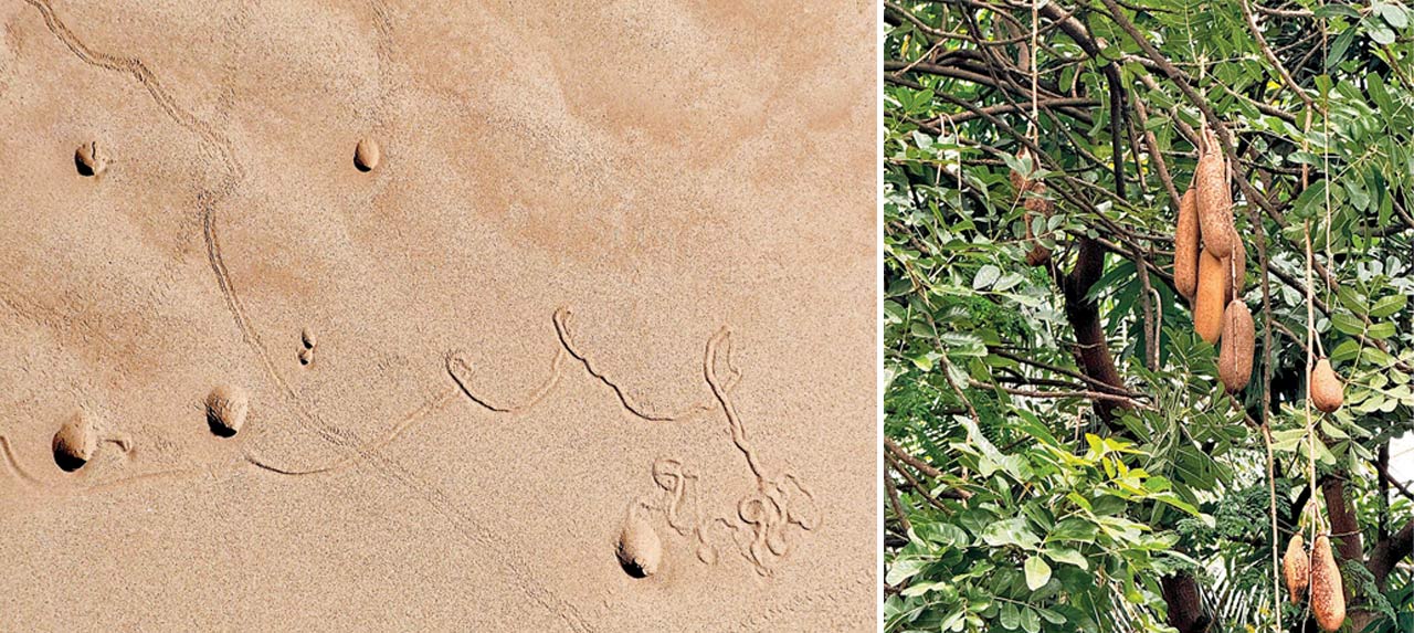 Ant lion; (right) Kigelia pinnata