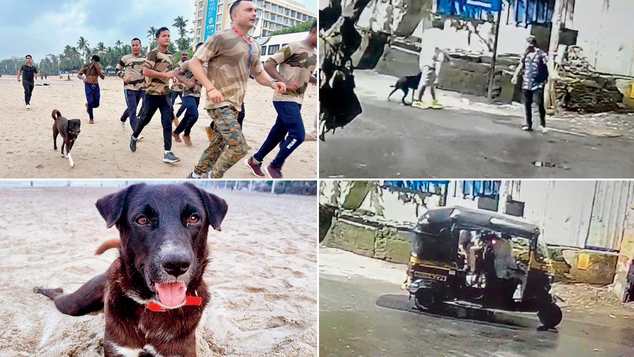 One of the missing dogs on a morning run; Caretakers have placed collars on each dog, with QR codes, names, and emergency contact numbers; CCTV footage of a dog being lured to the main road and put in a rickshaw
