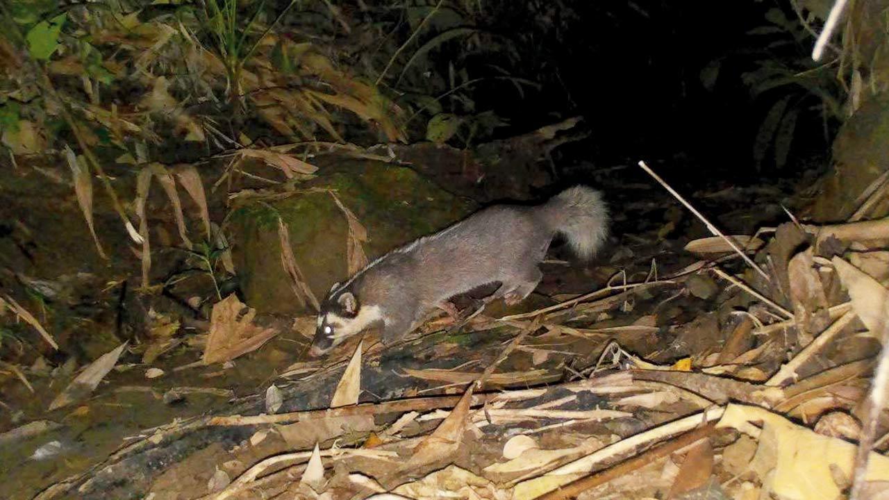 Mumbai researchers make wildlife breakthrough in Tripura