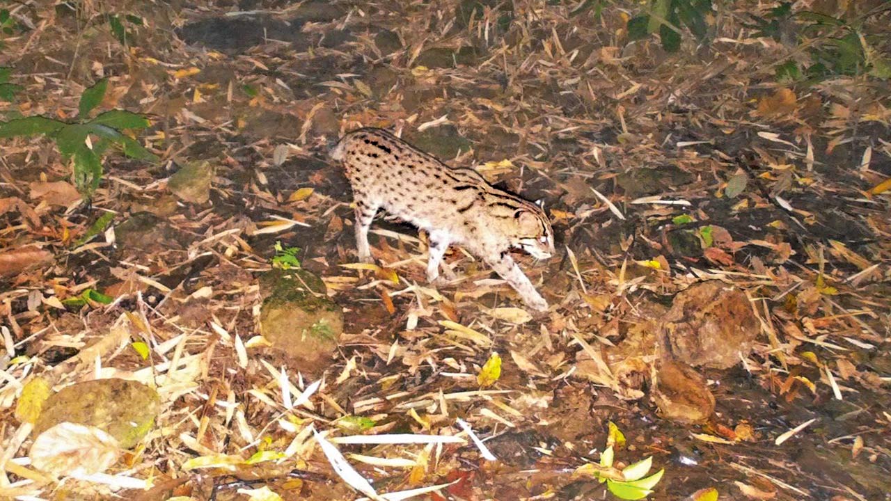 A fishing cat spotted in the forest