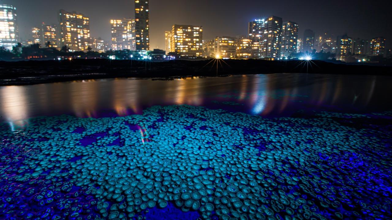 Name: Zoanthids  Characteristics: Colorful solitary corals (Cnidarians) found in tidepools and coral reefs  Habitat: Coral reefs and intertidal regions in marine environments  Where in Mumbai: Mumbai Coast (PDP, Haji Ali, Khardanda, Juhu, Gorai)Photo Credit: Dr Abhishek Satam

MUMBAI CONFIDENTIAL: 10 Animal Species You Didn’t Know Lived Here Mumbai is well-known for Sanjay Gandhi National Park and Aarey Forest, both located within the city limits and brimming with biodiversity amid urban surroundings. Remarkably, it has the highest density of… pic.twitter.com/1NDL4OKkL3
— Mid Day (@mid_day) October 26, 2024


