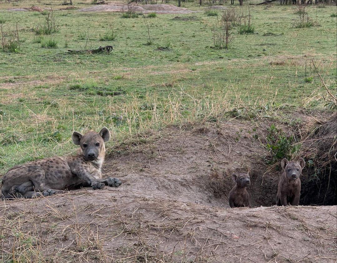 In the photos, she is seen thrilled during a jungle safari, excitedly spotting lions, giraffes, and other wildlife