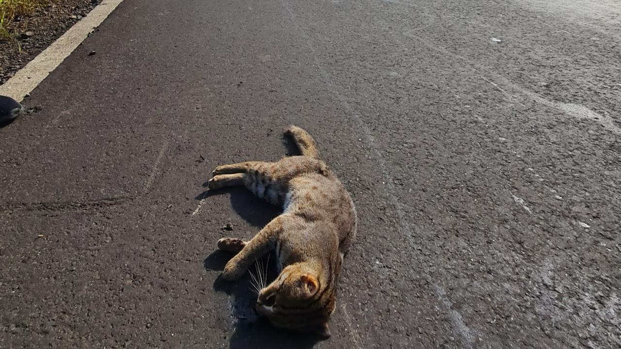 Rusty-Spotted Cat, killed in accident near Raigad Fort in Maharashtra