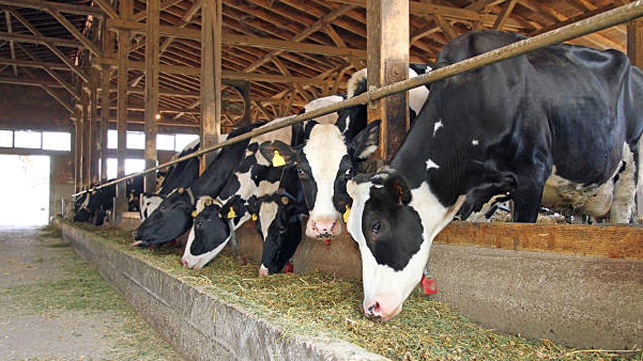 Lying in cowshed can cure cancer: UP Minister