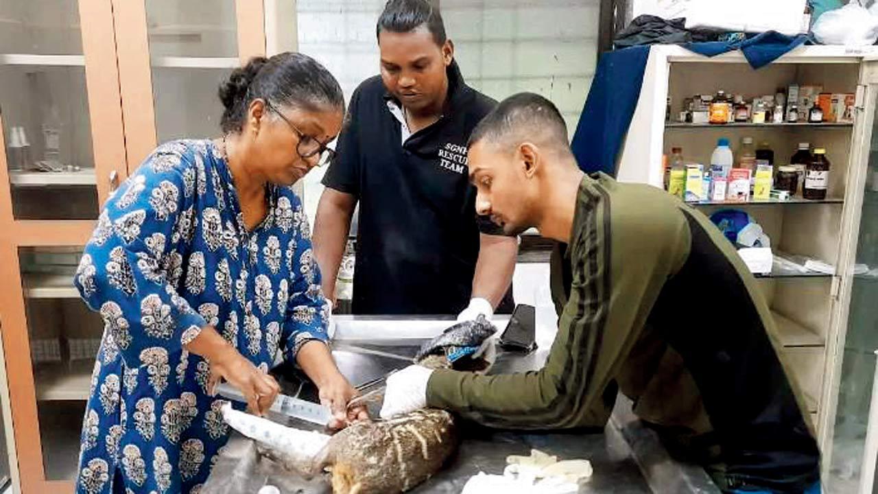 Mouse deer poaching case: Thane police nabbed a 25-year-old suspect