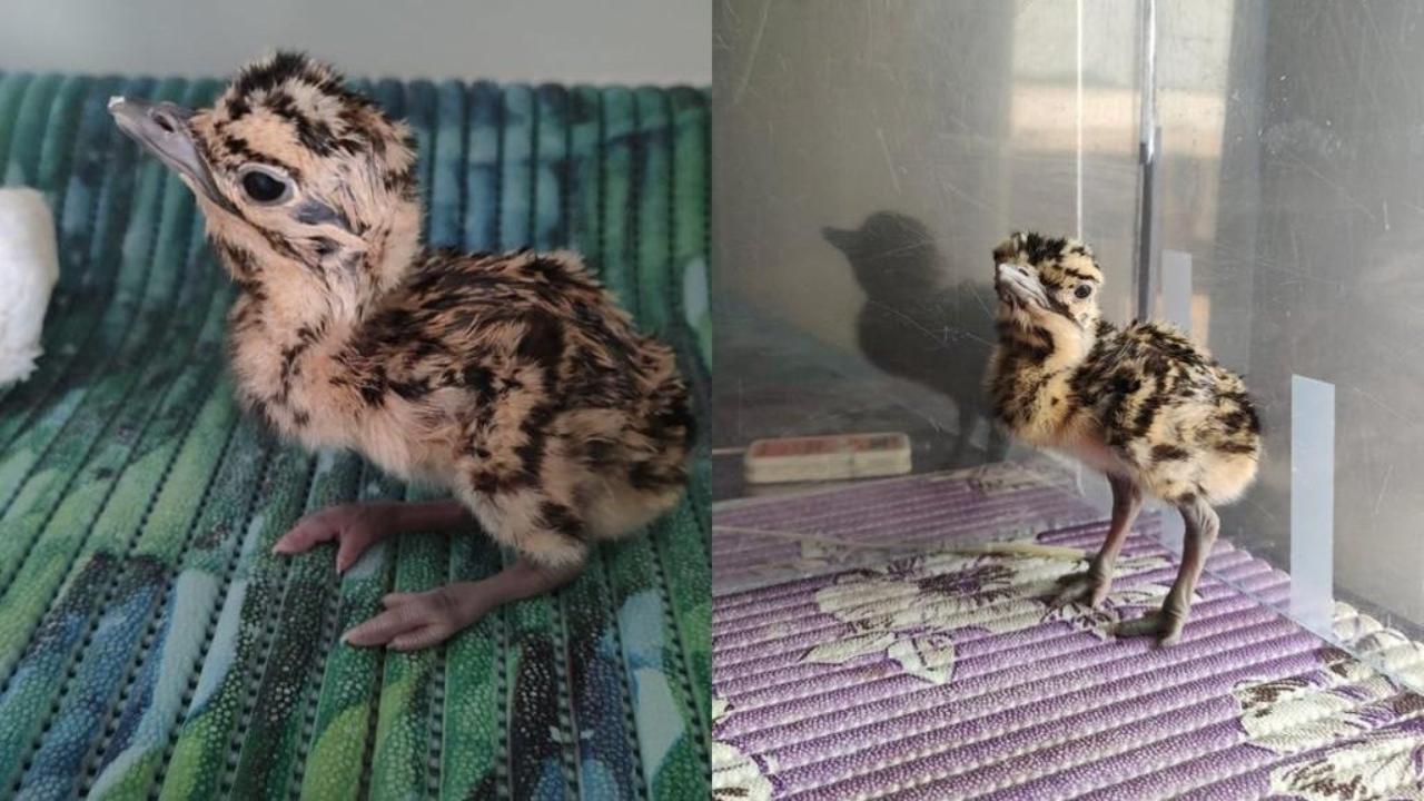 Great Indian Bustard chick born through artificial insemination in Rajasthan