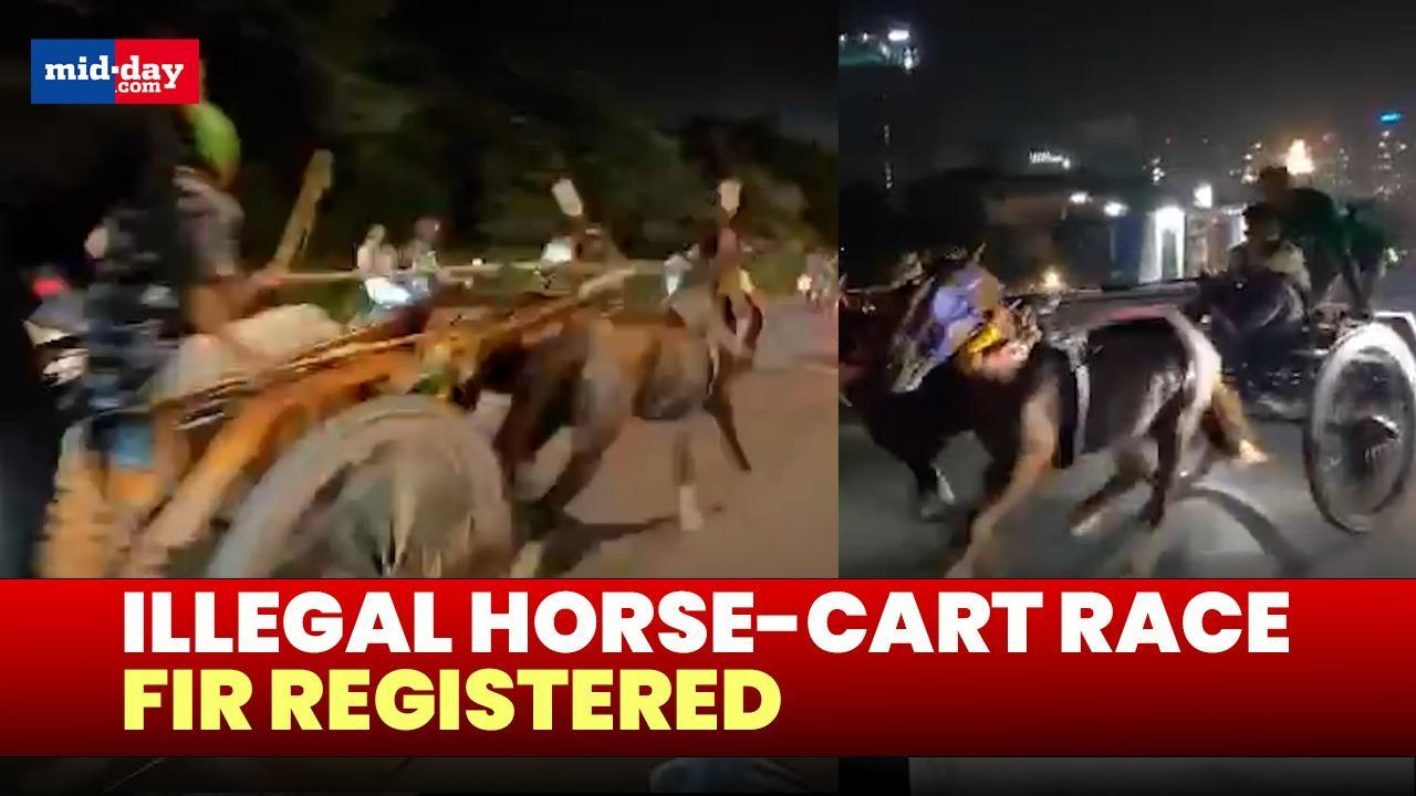 Illegal horse-cart race: FIR registered in Thane after PETA complaint