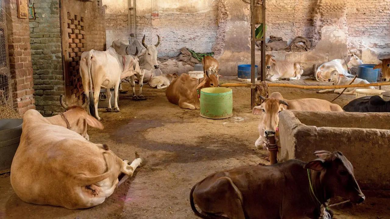 'Will see if govt's Rajya Mata status for indigenous cows continues after Maharashtra elections'