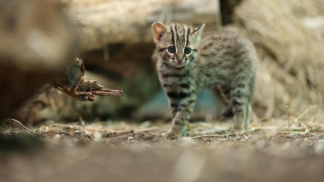 Name: Rusty Spotted Cat  Characteristics: One of the smallest wild cats in the world  Habitat: Dry and mixed deciduous forests, scrub jungle, and grasslands  Where in Mumbai: Sanjay Gandhi National Park (SGNP), Aarey ForestPhoto Credit: RESQCT