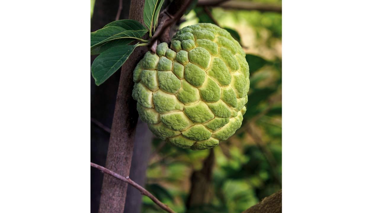 Do you love eating custard apple? Follow these easy tips to use them at home