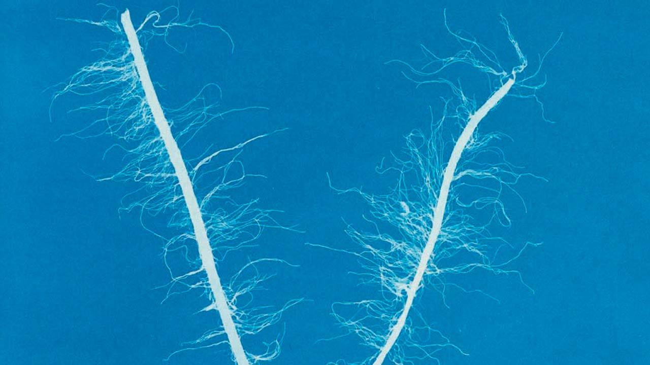 Asperococcus pusillus by Anna Atkins 