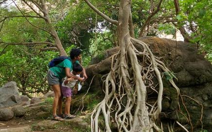 Participants observing the gaint roots of a tree during a previous tree walk session at Hiranandani Gardens, Powai