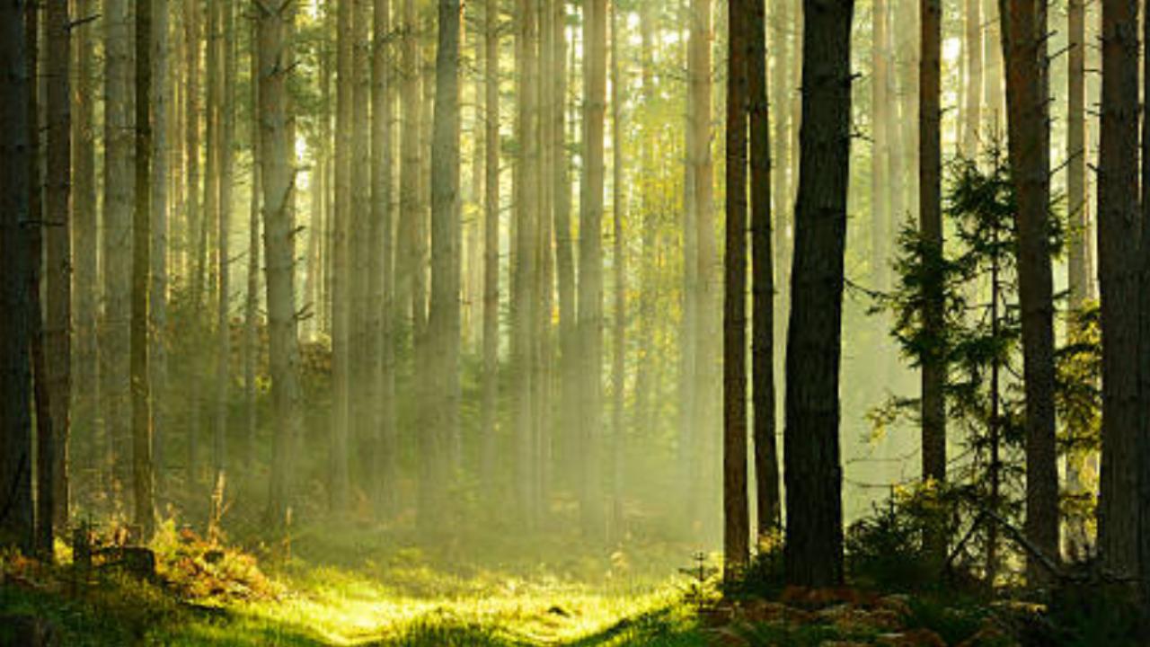Mount Manipur National Park
Previously called Mount Harriet National Park, this is an apt place for nature lovers. One can explore the diverse flora and fauna of the island here. Mount Harriet is also the highest peak in South Andaman (365 m). (Representational Pic/iStock)