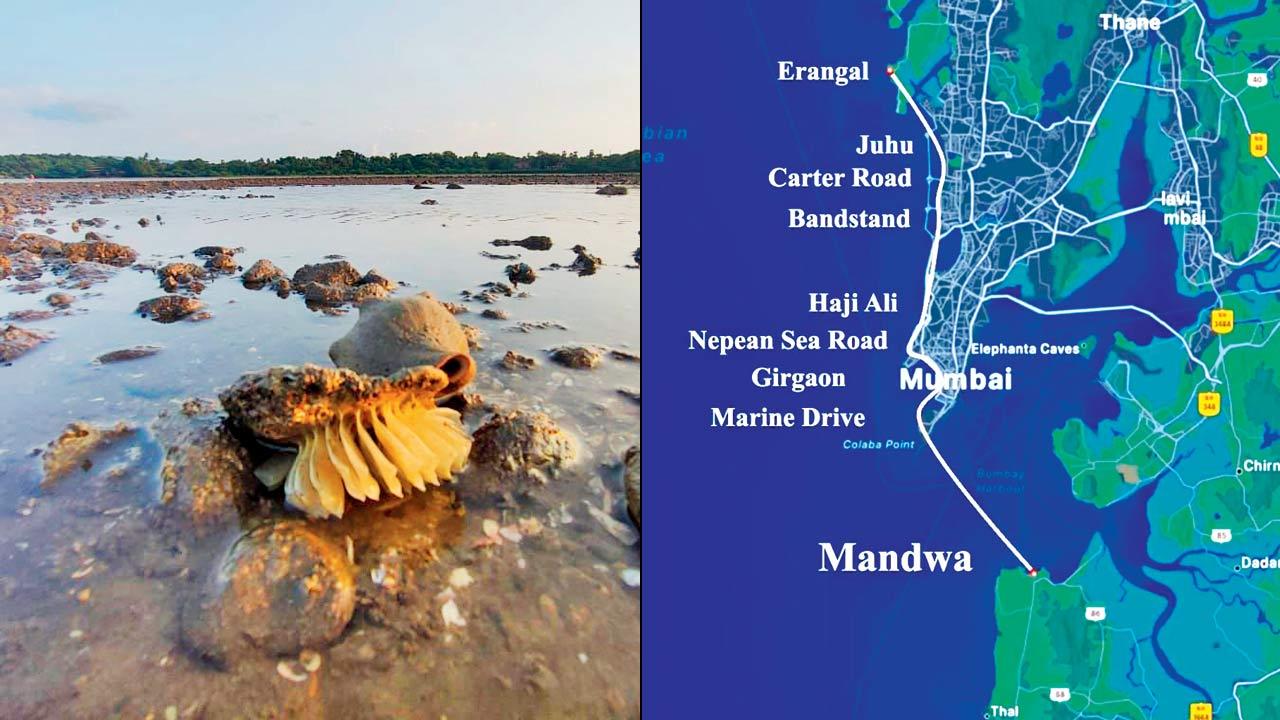 Gastropod egg cases and spiral melongena at Alibaug. Pic Courtesy/Kaustubh Warde (right) A map of shores covered by the community across the MMR