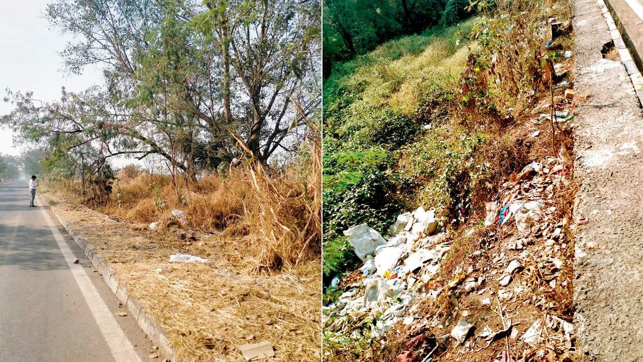 Mumbai: Bamboo plantation along Bhandup EEH put on hold