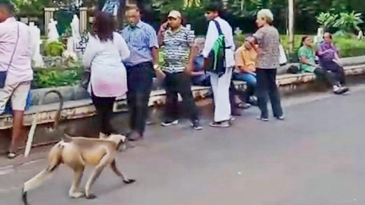 The monkey spotted at St Peter’s Church precinct