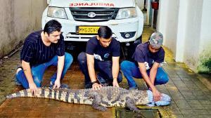 Mumbai: Nine-foot-long Indian marsh crocodile rescued in Mulund