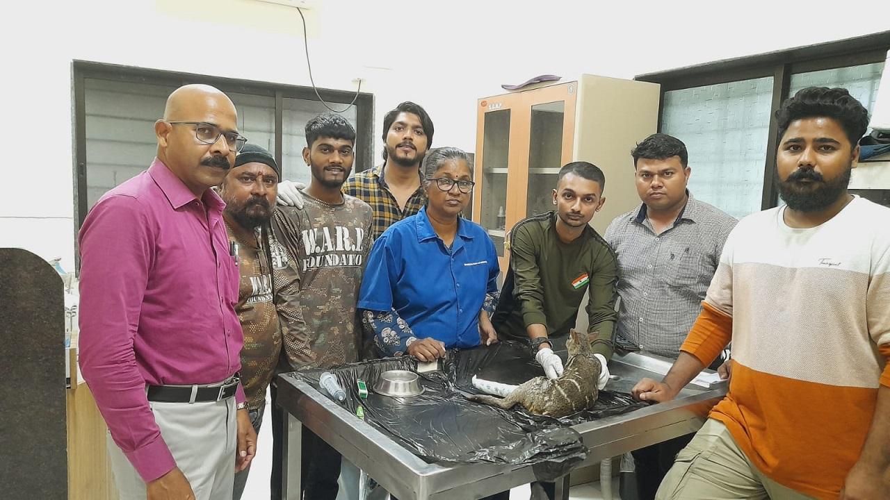 Rare Indian mouse deer survives poaching attack in Ambarnath-Badlapur forest