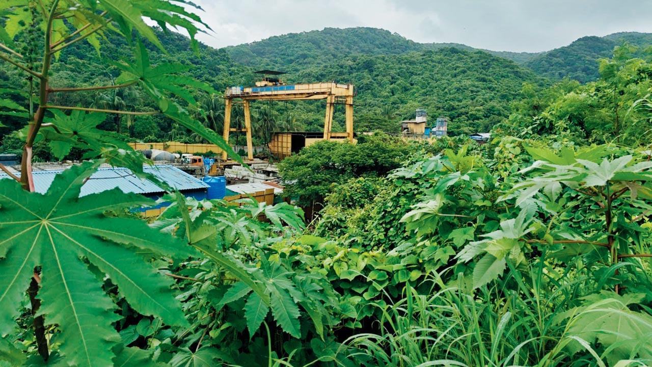 Pollution at Sanjay Gandhi National Park: Activist slams govt