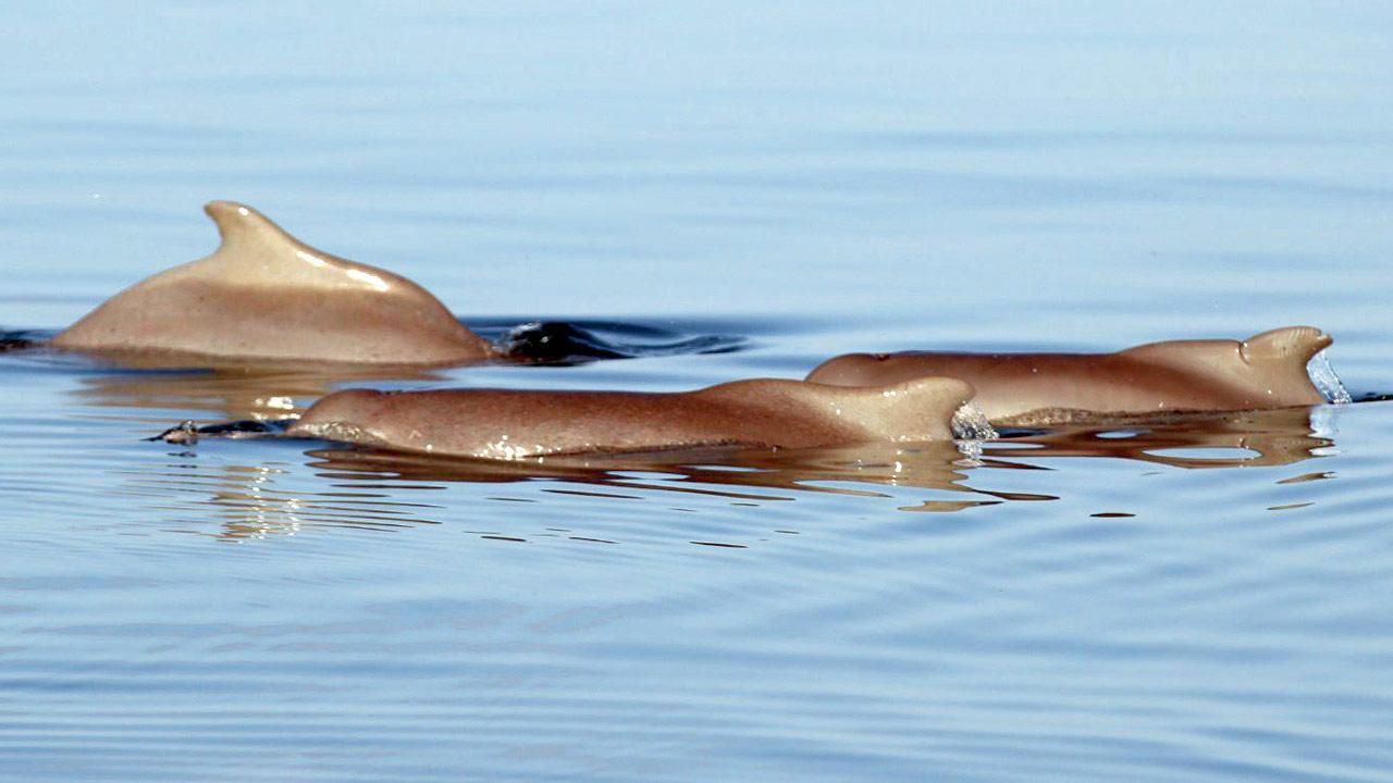 Mumbai: Experts from 17 nations to help save endangered dolphins