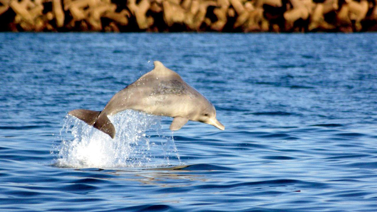 In most places, dolphin populations are small and declining because of their proximity to highly populated coastlines