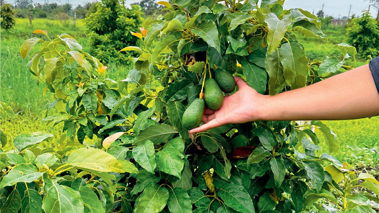 India’s Avocado Awakening