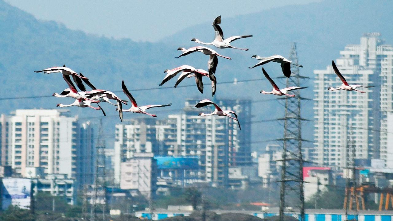 Navi Mumbai: LED lamps that blind flamingos at DPS lake to go