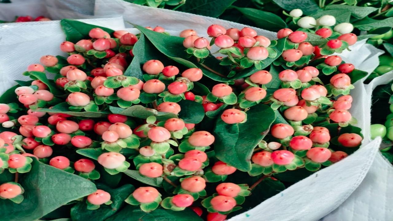 The unique flowers add to the aesthetics of the Ganpati mandaps along with other decorations at home