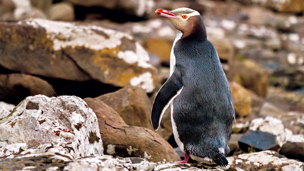 The Hoiho, this year’s winner of New Zealand’s Bird of the Year