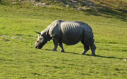 Image for representational purpose only. Photo Courtesy: Pixabay