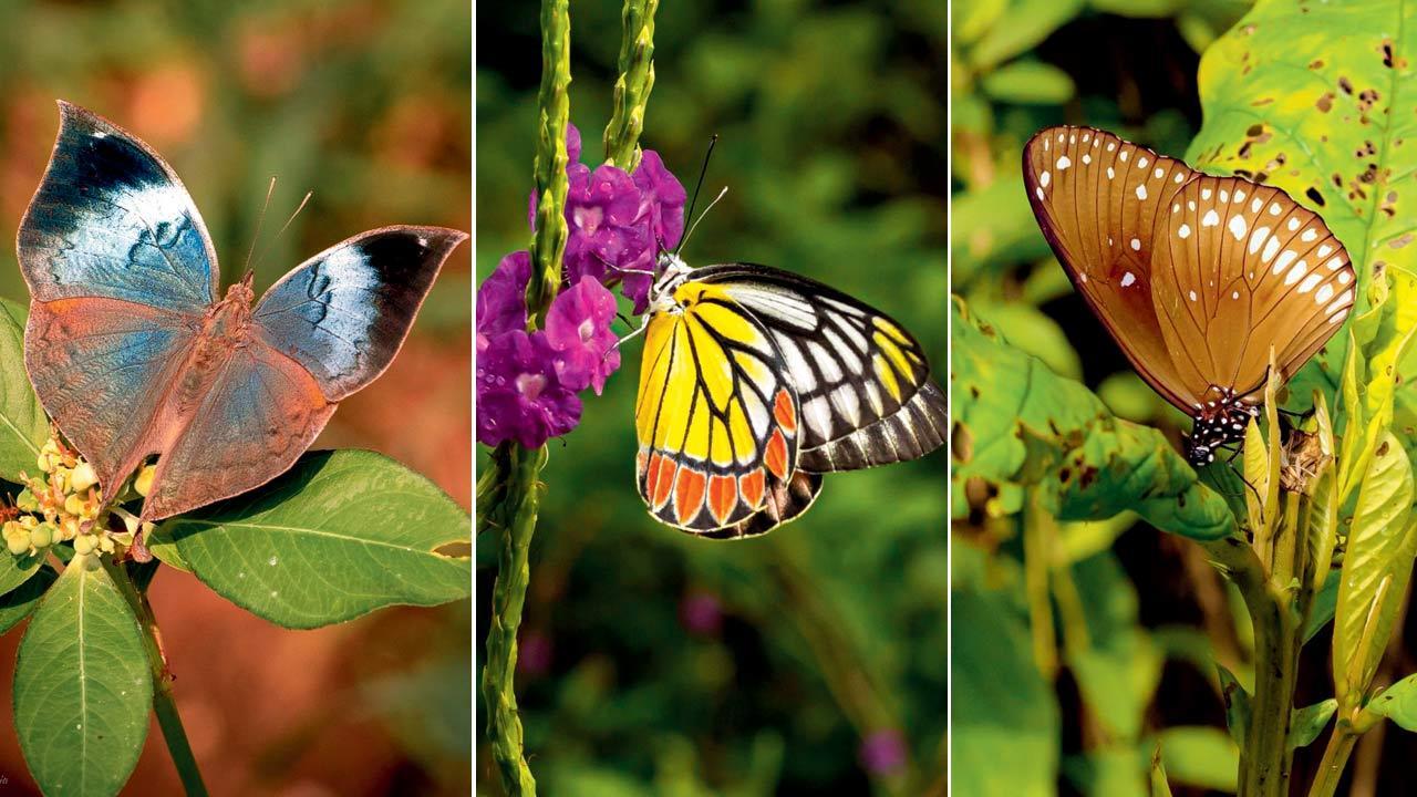 Attend this butterfly trail by an all-female nature club in Mumbai this weekend