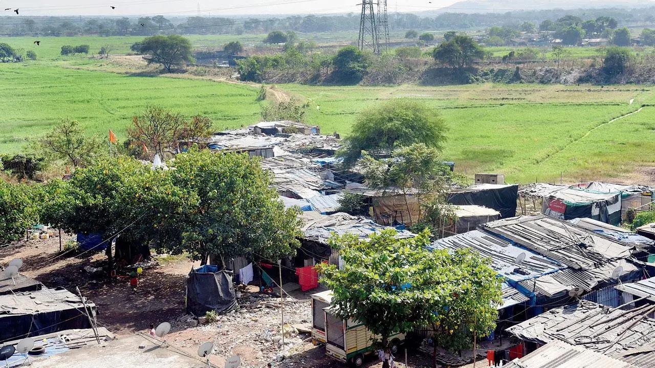Construction of new rail lines will curb emissions, says HC; allows cutting of mangroves in Mumbai